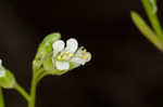 Green rockcress